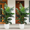 Palm Tree