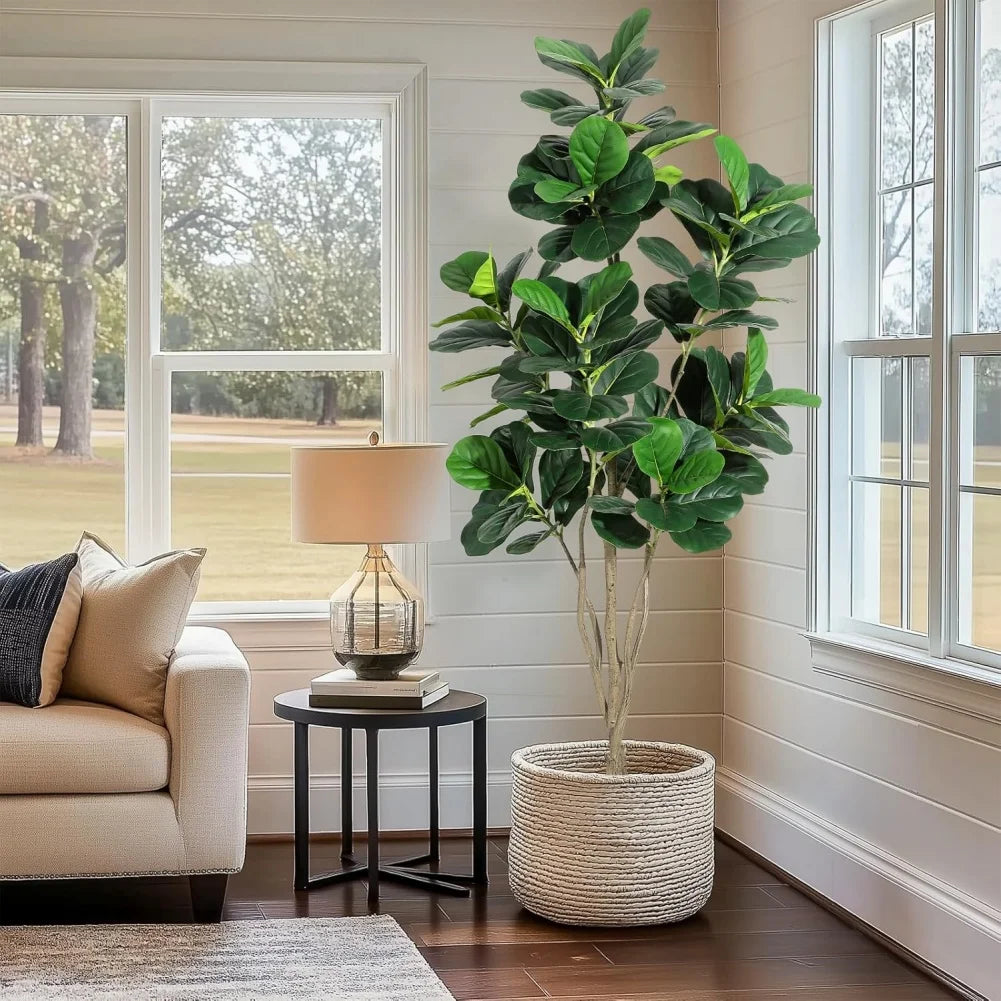 Fiddle Leaf Fig Tree