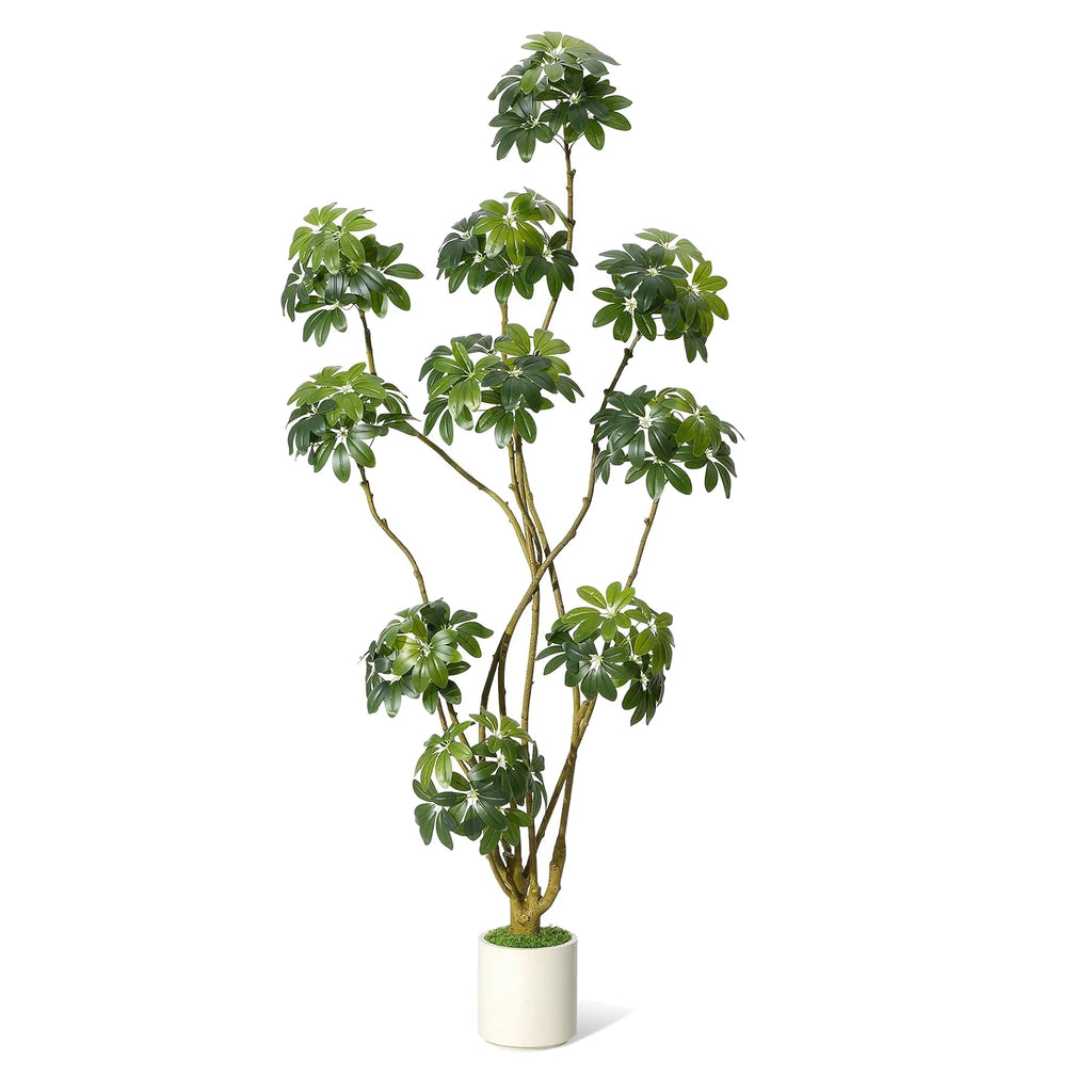 Indoor Fig Tree
