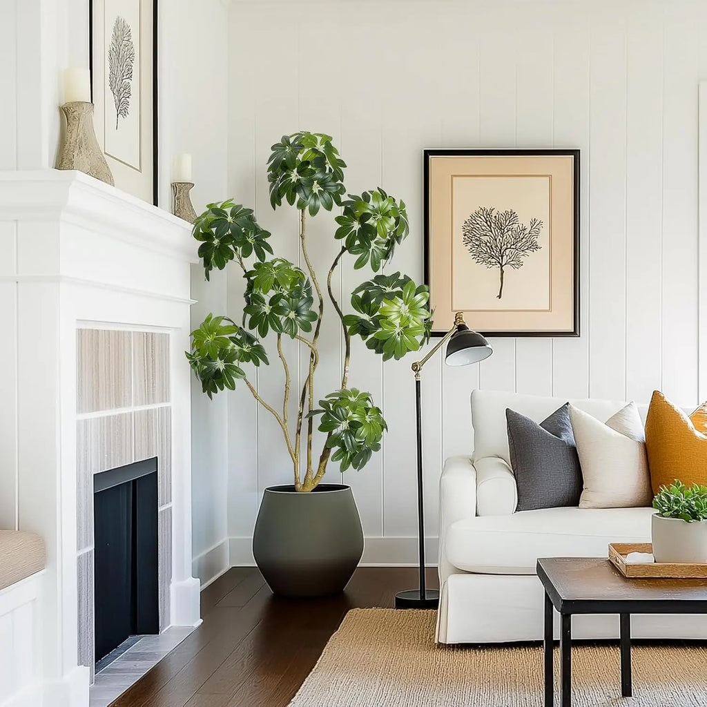 Indoor Fig Tree