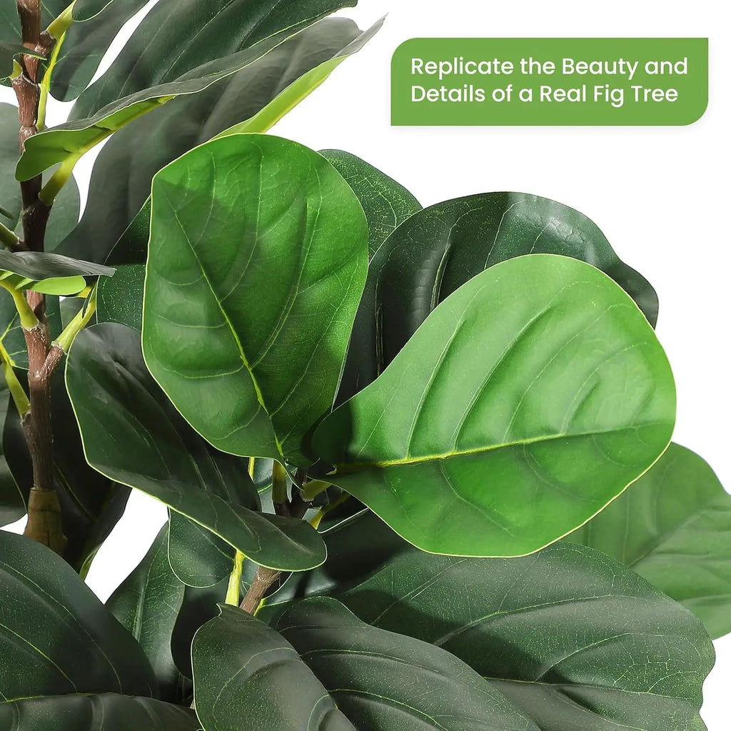 Fiddle Leaf Fig Tree