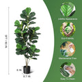 Fiddle Leaf Fig Tree
