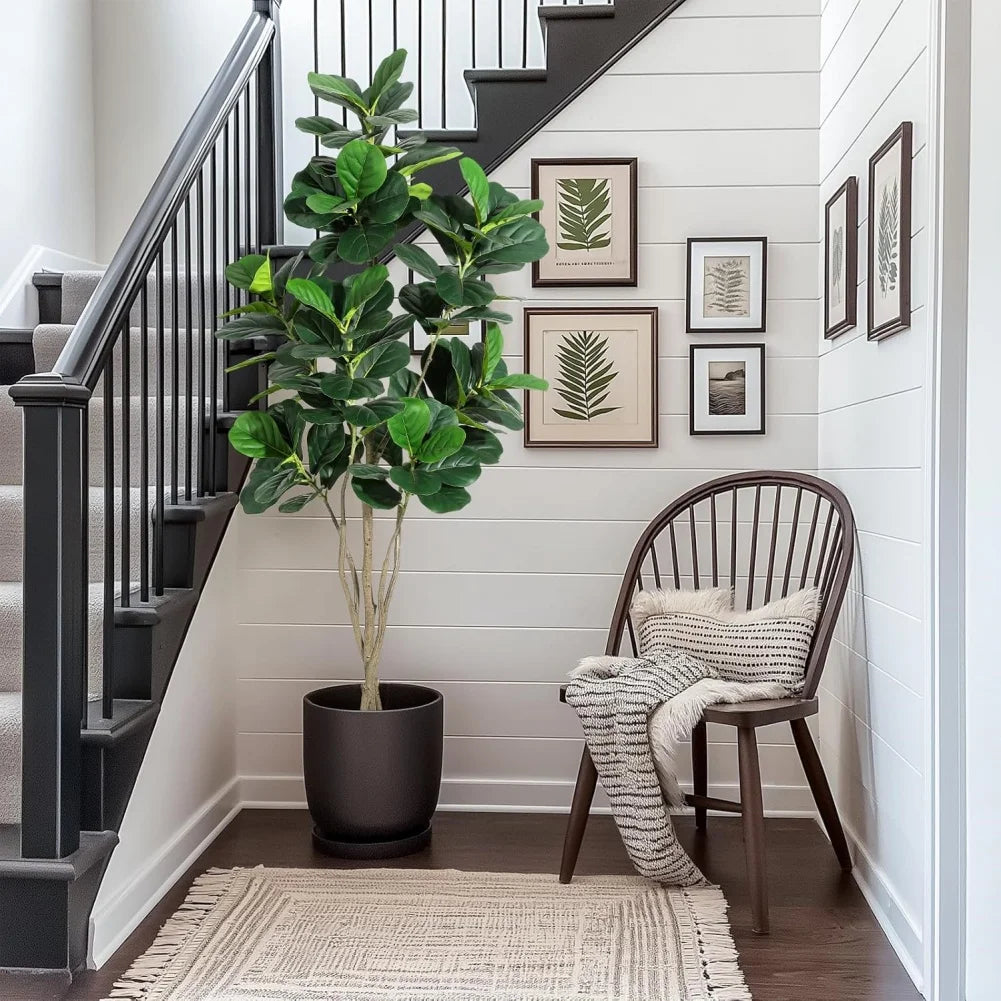 Fiddle Leaf Fig Tree