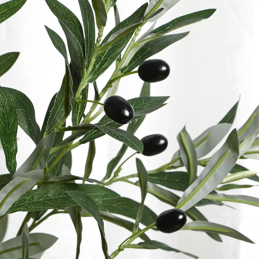 Olive Tree