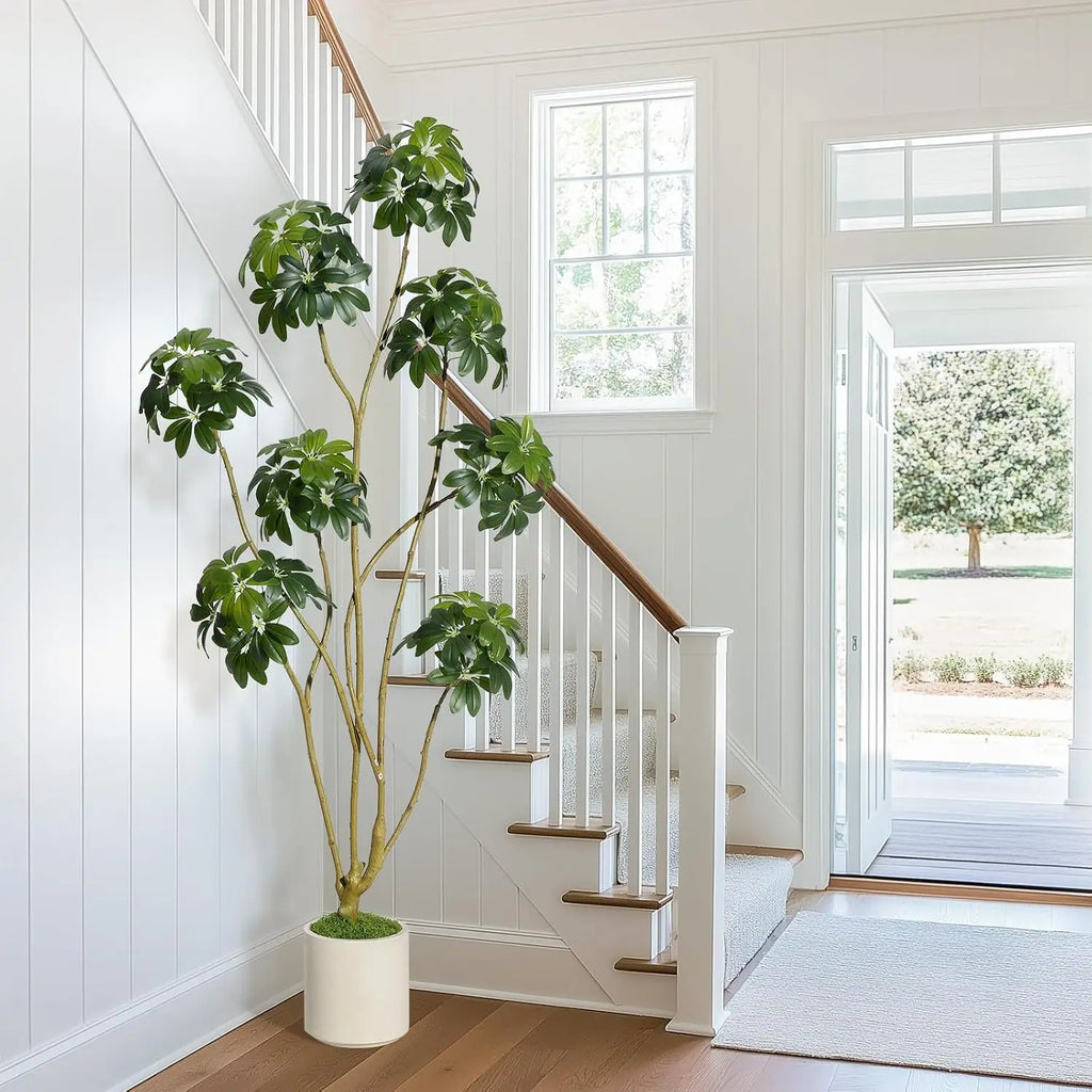 Indoor Fig Tree